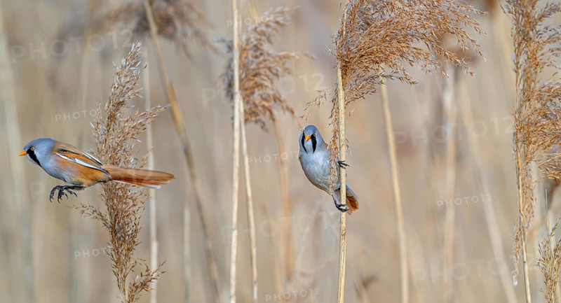 Two bearded reedlings, bearded tits (Panurus biarmicus) males in flight and perched on reed stem while foraging in reedbed at wetland in spring