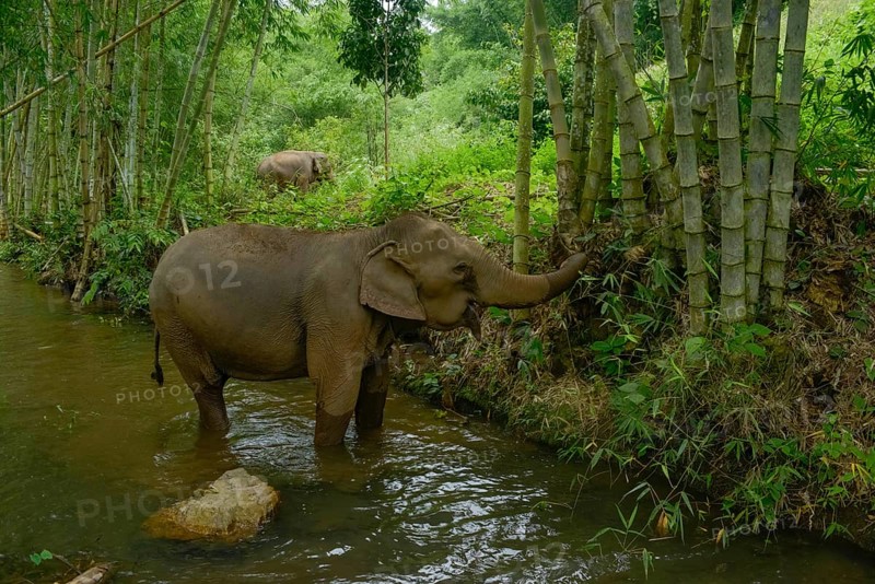 Two Asian elephants in Thailand's dense jungle, one by a riverbank surrounded by bamboo and greenery, showcasing the serene, natural habitat of these majestic creatures
