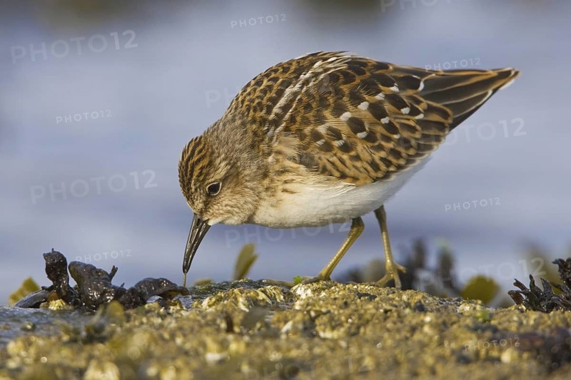 Least Sandpiper (Calidris minutilla), British Columbia, Canada