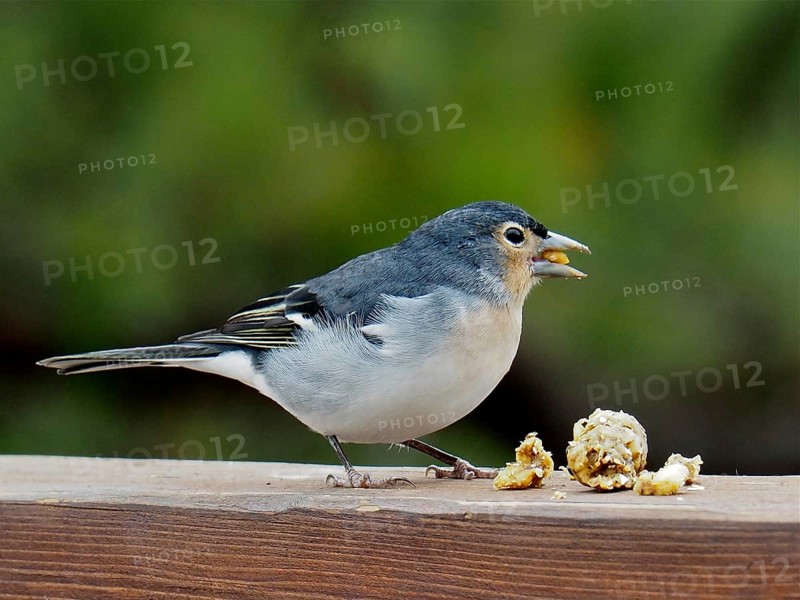 La Palma chaffinch (Fringilla coelebs palmae)