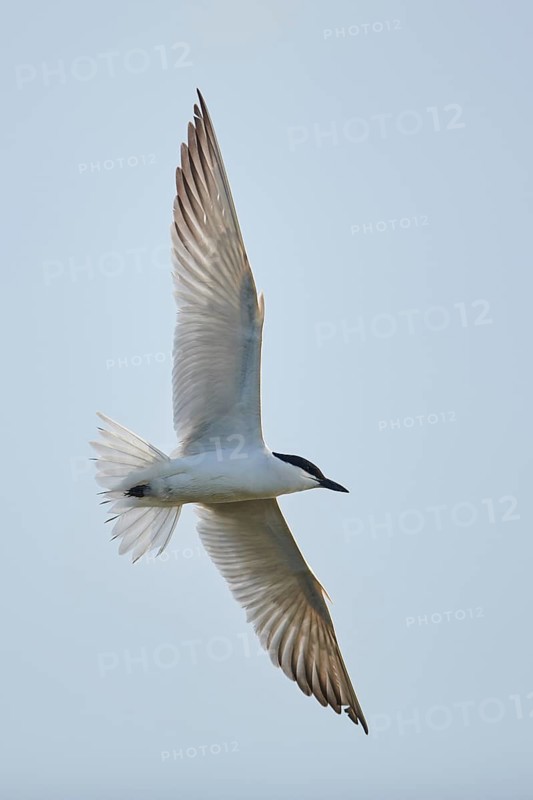 Gull-billed tern (Gelochelidon nilotica) flying in the sky, hunting, ebro delta, Catalonia, Spain