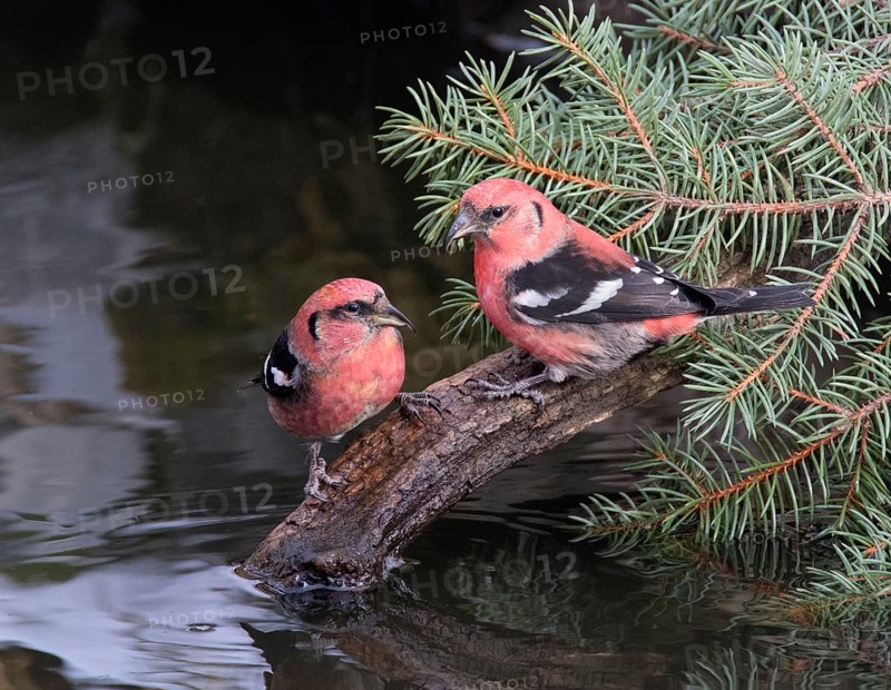 Two-barred Crossbill (Loxia leucoptera) males, Saskatchewan, Canada