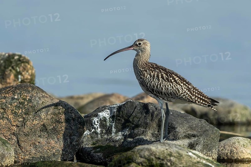 Eurasian Curlew (Numenius arquata) foraging, Mecklenburg-Western Pomerania, Germany