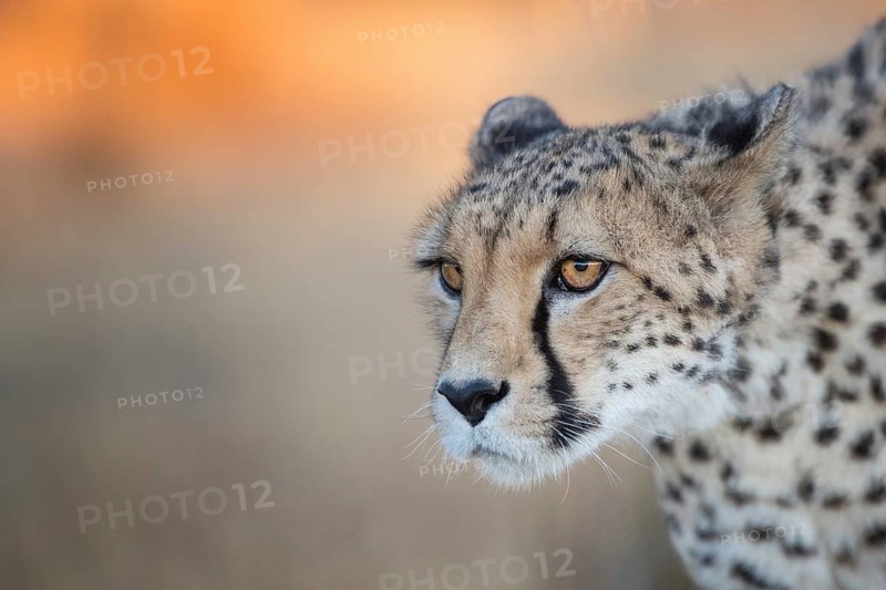 Cheetah (Acinonyx jubatus) adult portrait, Castile-La Mancha, Spain