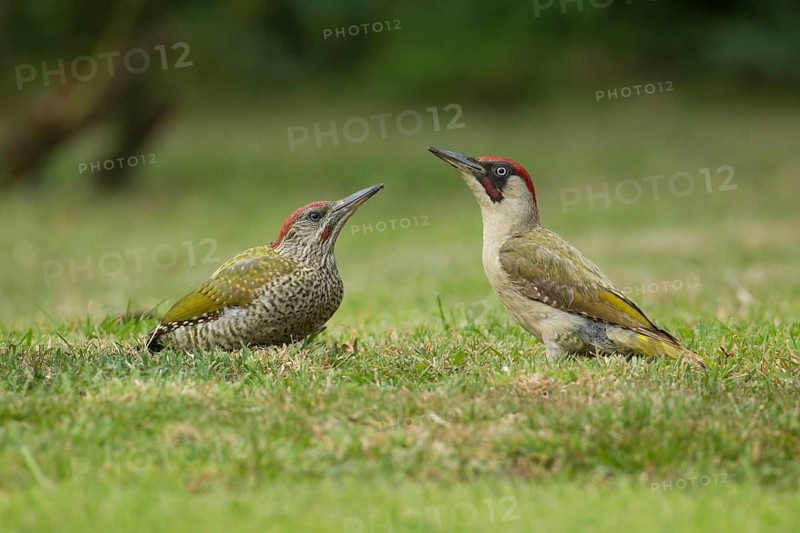 Green woodpecker (Picus viridis) adult bird and juvenile young bird two birds on a garden grass lawn, Norfolk, England, United Kingdom