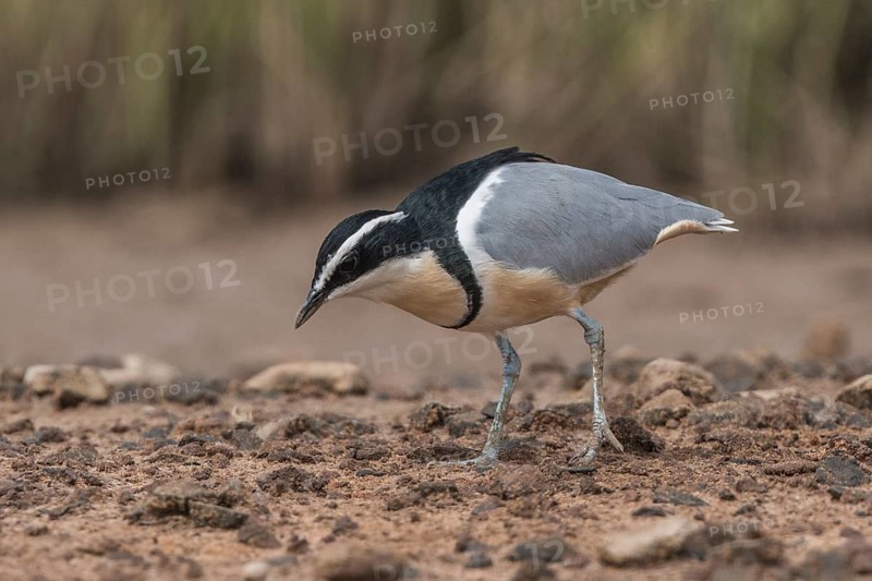 Egyptian Plover (Pluvianus aegyptius) foraging, Gambia