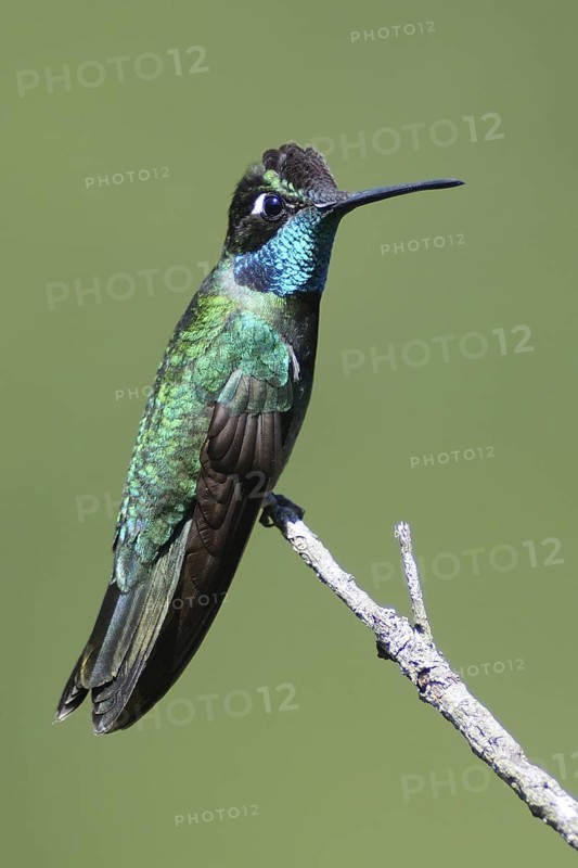 Rivoli's Hummingbird (Eugenes fulgens), Guatemala