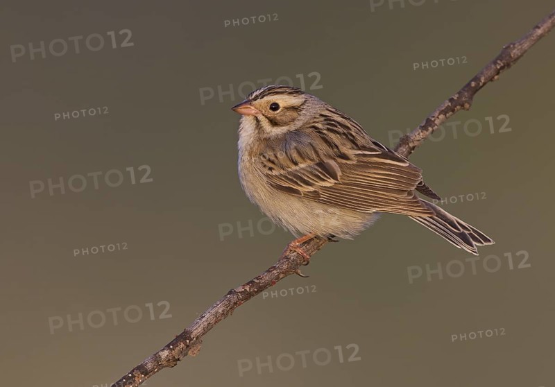 Clay-colored Sparrow (Spizella pallida), North Dakota, USA