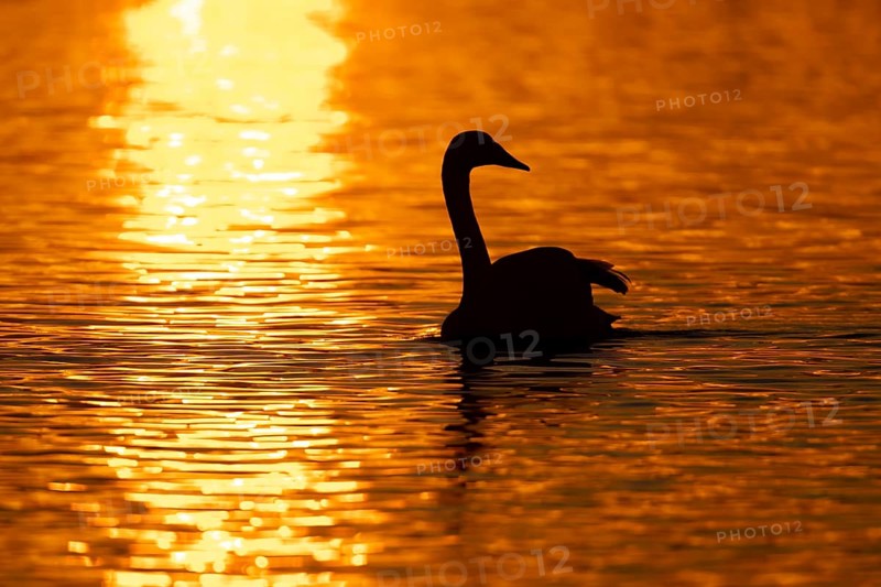 Whooper swan (Cygnus cygnus) adult bird on a lake silhouette at sunset, Cambridgeshire, England, United Kingdom