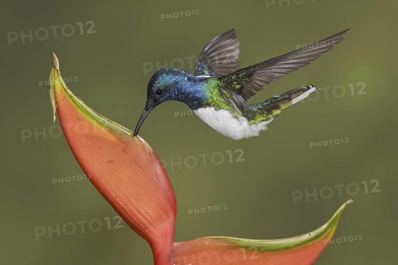 White-necked Jacobin (Florisuga mellivora), Ecuador