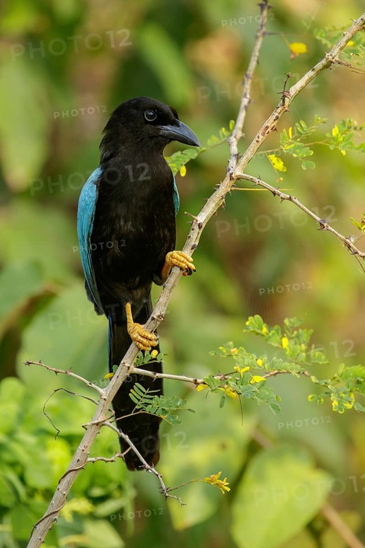 Yucatan Jay (Cyanocorax yucatanicus) perched on a brnach near Cancun on the Yucatan Peninsula of Mexico