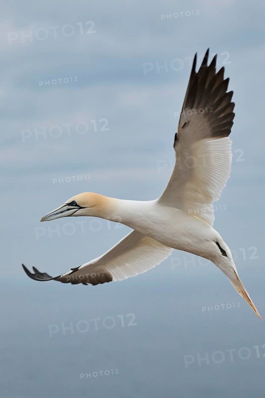 Northern gannet (Morus bassanus) flying over the sea, wildlife, Heligoland, Germany