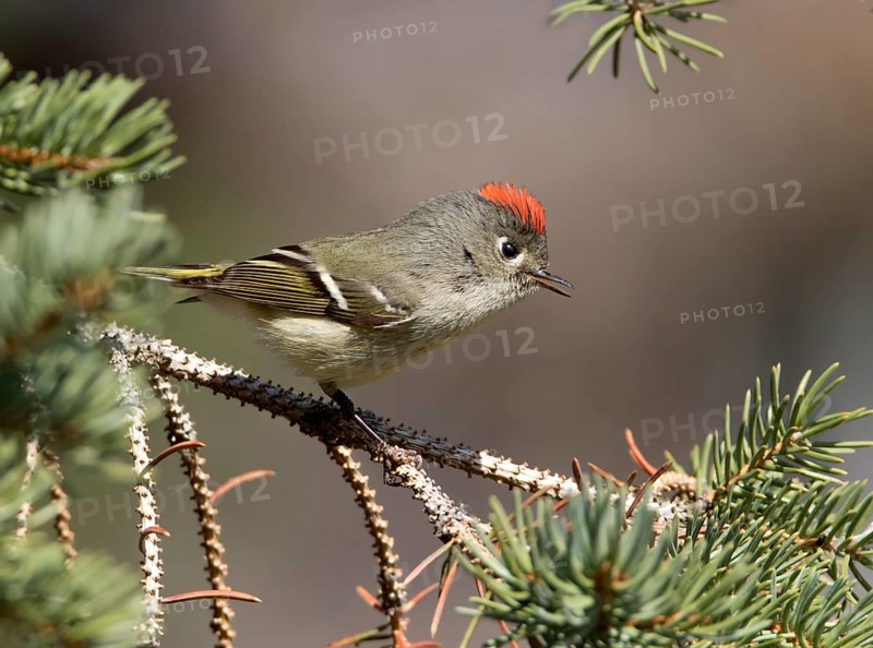 A Ruby-crowned Kinglet, Regulus calendula, singing, on a spruce branch in Saskatoon, Saskatchewan