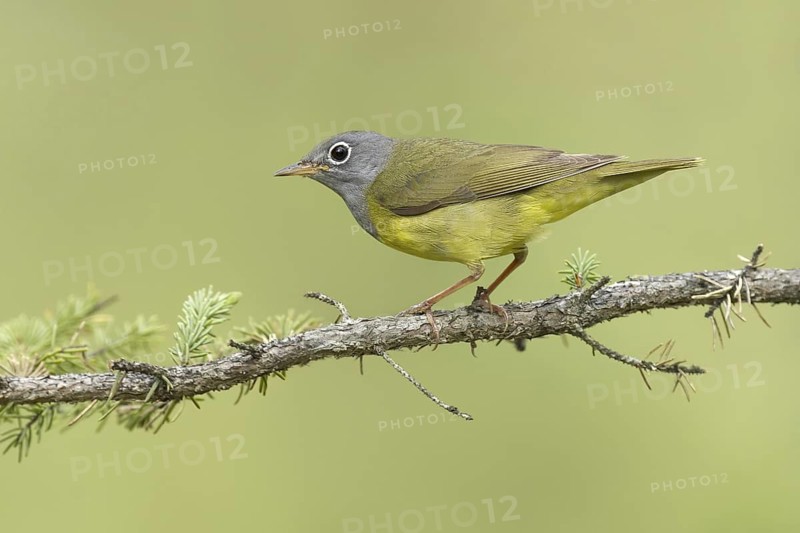 Connecticut Warbler (Oporornis agilis), Michigan, USA