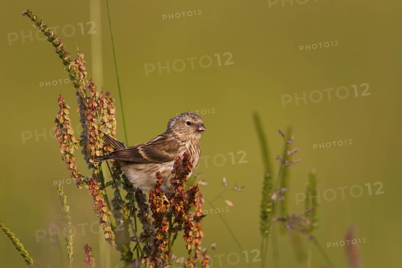 Lesser Redpoll - Alpen-Birkenzeisig - Carduelis cabarett, Austria, juvenile