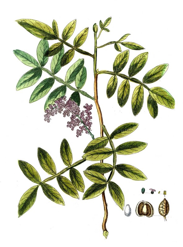 Pistacia terebinthus, turpentine pistachio, also terebinth, digital reproduction of a historical model, between 1790 and 1810