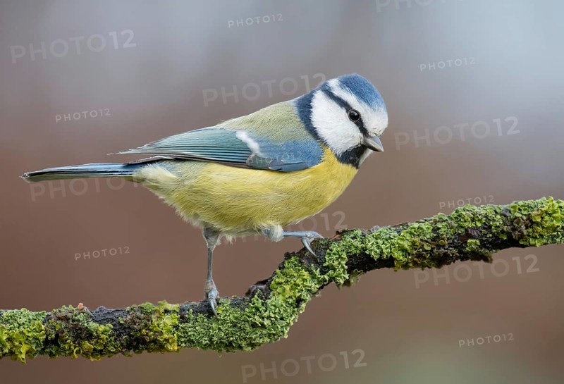 Eurasian Blue Tit (Cyanistes caeruleus) perched on a branch, Lower Saxony, Germany