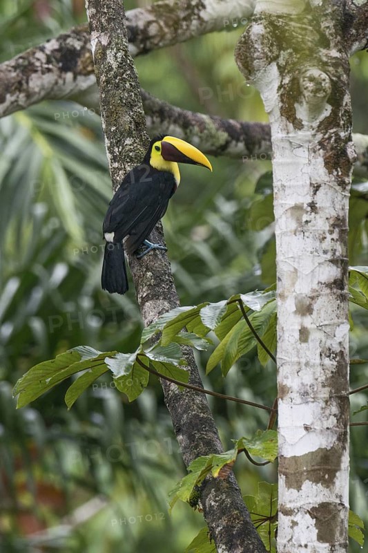 Yellow-throated Toucan (Ramphastos ambiguus swainsonii), Costa Rica