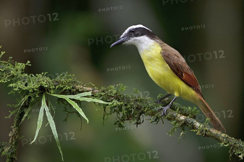 Great Kiskadee (Pitangus sulphuratus) perched on a branch in Costa Rica, Central America