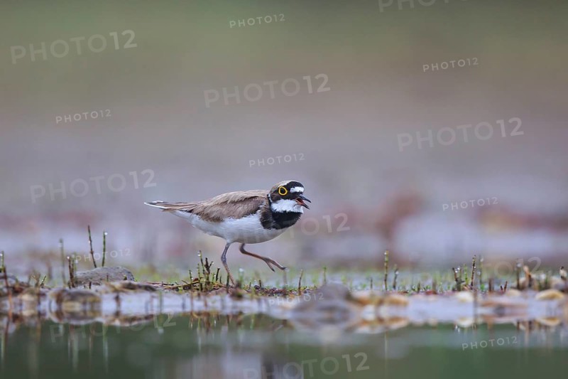 Little Ringed Plover (Charadrius dubius), North Rhine-Westphalia, Germany