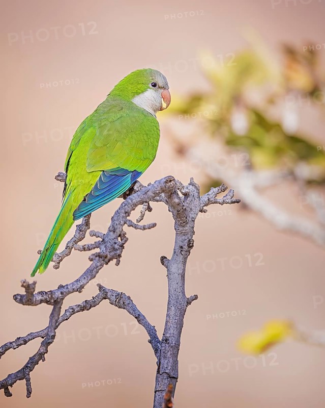 Monk Parakeet (Myiopsitta monachus) perched on a branch, Spain