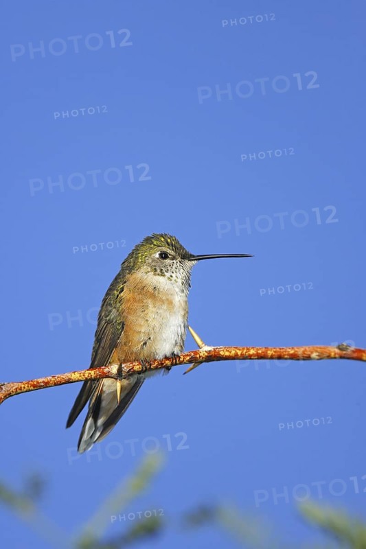 Broad-tailed Hummingbird Selasphorus platycercus Huachuca Mountains, ARIZONA, United States 23 August Adult Female Trochilidae