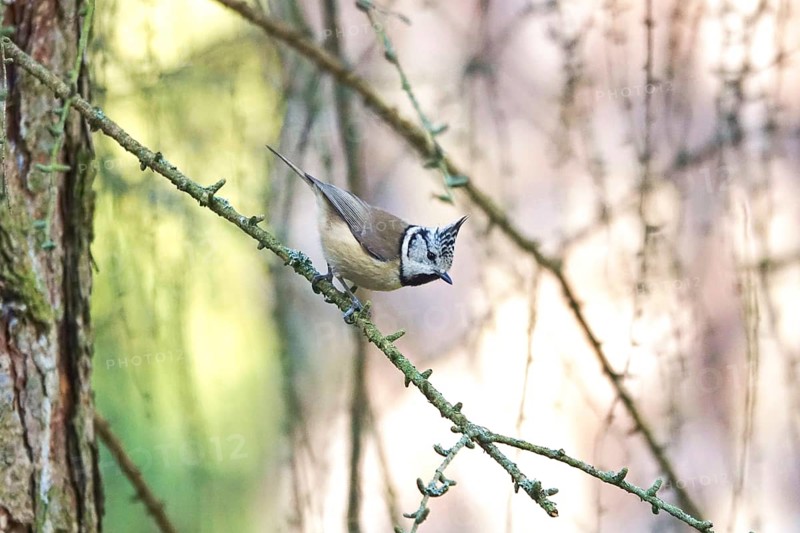 Crested Tit (Parus cristatus), winter, Germany