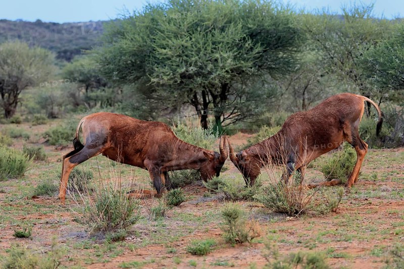 Tsessebe (Damaliscus lunatus), lyrebird, crescent moon antelope, adult, two, threatening, fighting, imposing behaviour, Mokala National Park, Northern Cape, South Africa