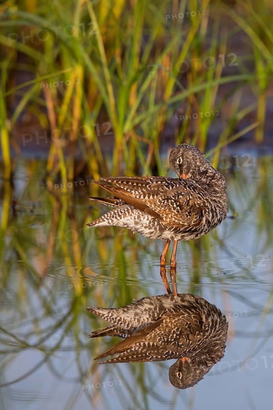 Dunkler Wasserläufer, Spotted Redshank, Tringa erythropus, Chevalier arlequin, Archibebe Oscuro