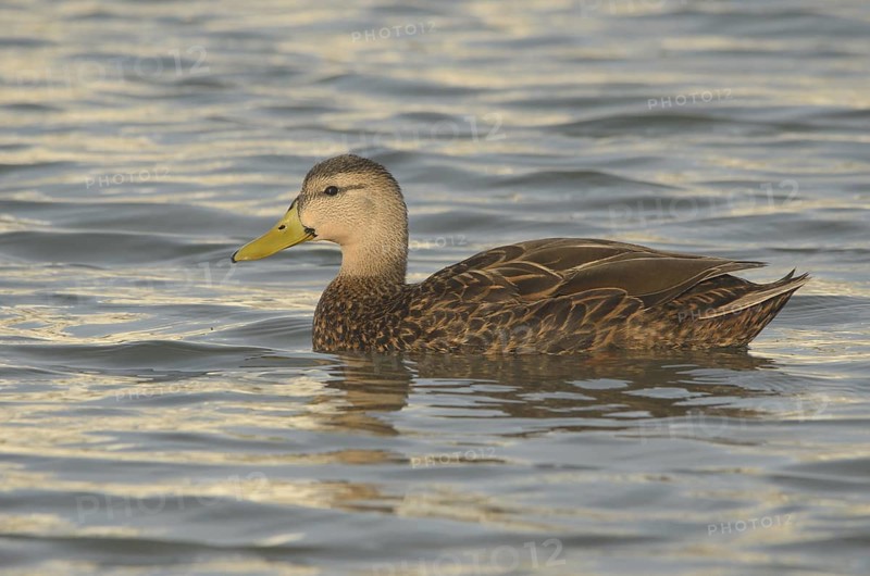 Mottled Duck (Anas fulvigula) male, Texas, USA
