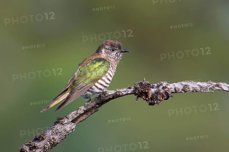 Shining Bronze Cuckoo (Chrysococcyx lucidus), Victoria, Australia