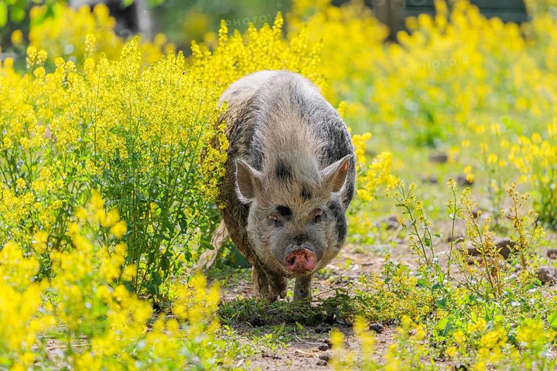 A Kunekune pig (sus scrofa domesticus), a domestic breed from New Zealand walks walks through a yellow flowering meadow. Captive, Austria