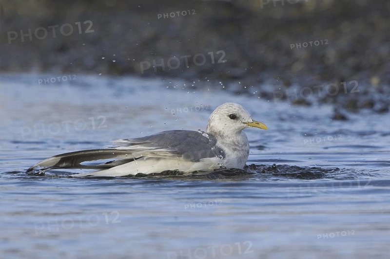 Mew Gull (Larus canus) bathing, British Columbia, Canada