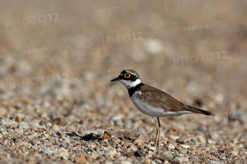 Little Ringed Plover (Charadrius dubius), Saxony-Anhalt, Germany