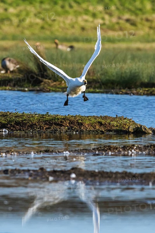 Tundra Swan, Bewick's Swan, Cygnus columbianus in flight at winter in Slimbridge, England, United Kingdom