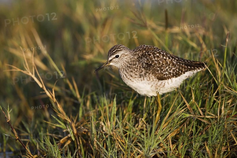 Wood Sandpiper (Tringa glareola), Cyprus