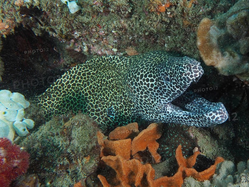 Gymnothorax favagineus Gymnothorax permistus (reticulated moray eel)
