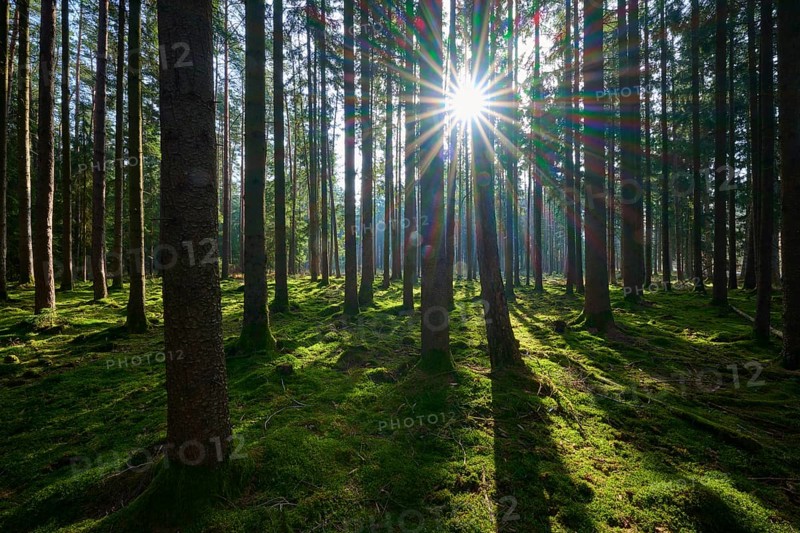 Sunlight floods the forest, illuminates the moss-covered ground and creates a peaceful atmosphere, Mudau, Odenwald, Baden-Württemberg, Germany