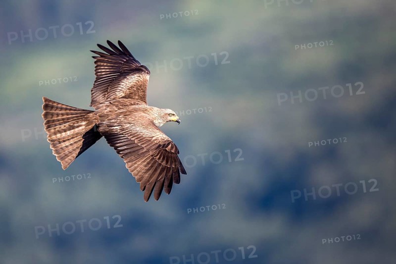 Black Kite (Milvus migrans) flying, Madrid, Spain