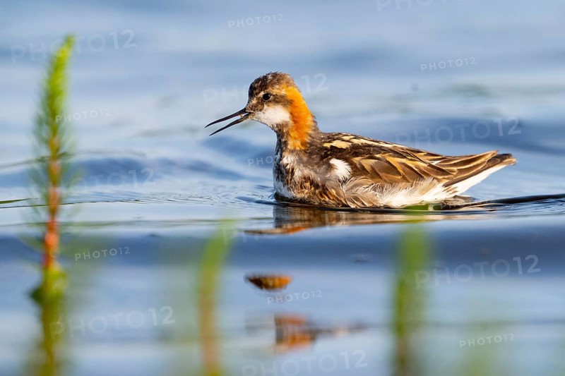 An Odin's chicken (Phalaropus lobatus) swimming among green plants in the water, in a quiet natural environment, Vadsø, Finnmark, Norway