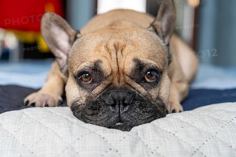 An adorable French Bulldog lies on a cozy bed, displaying a captivating expression with its large, soulful eyes. The setting exudes warmth and relaxation