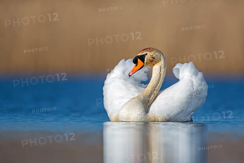 Mute Swan (Cygnus olor) male, Saxony-Anhalt, Germany