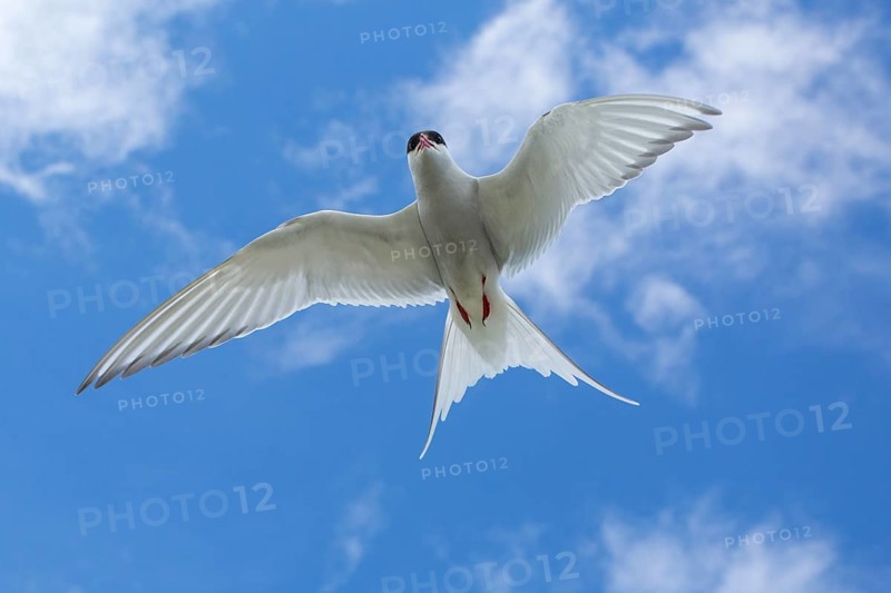 Arctic Tern (Sterna paradisaea), flying, Isle of May, Scotland, United Kingdom