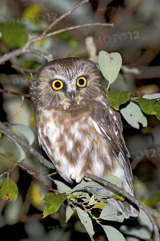 Northern Saw-whet Owl Aegolius acadicus Duluth, Minnesota, United States 15 October Immature Strigidae