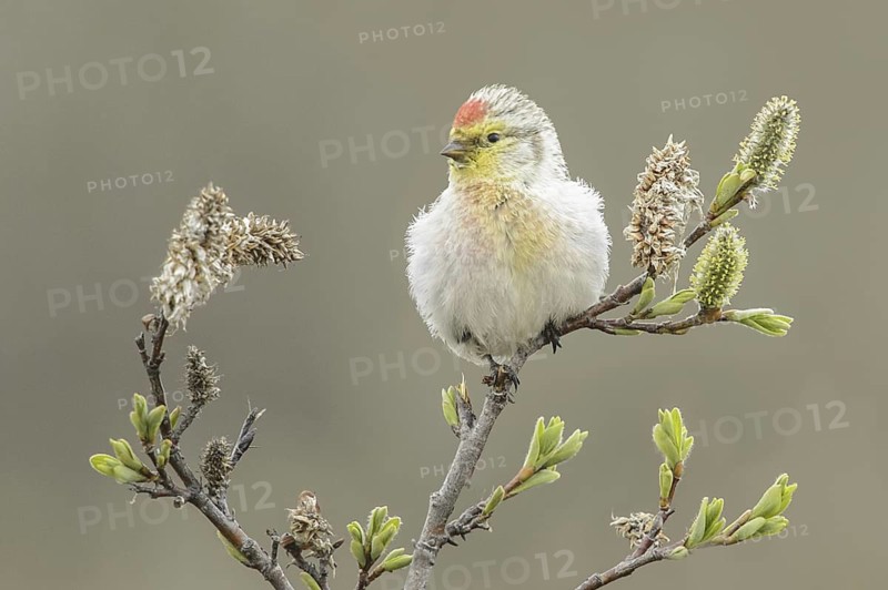 Arctic Redpoll (Acanthis hornemanni), Alaska, USA