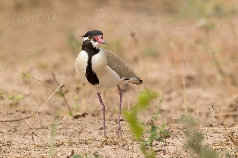 Black-headed Lapwing (Vanellus tectus), Gambia