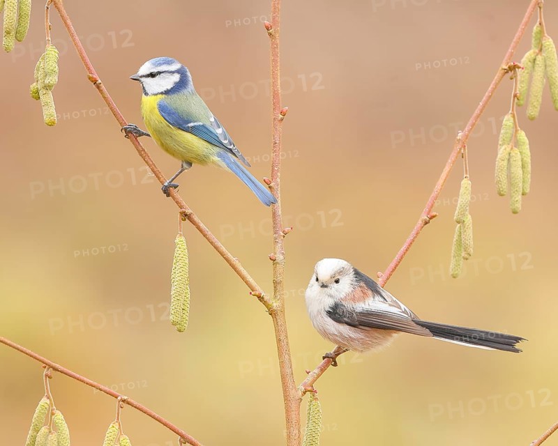 Long-tailed Tit (Aegithalos caudatus), and Blue Tit (Cyanistes caeruleus) sitting on the bush of a hazelnut (Corylus avellana), Wildlife, Animals, Birds, Tits, Siegerland, North Rhine-Westphalia, Germany