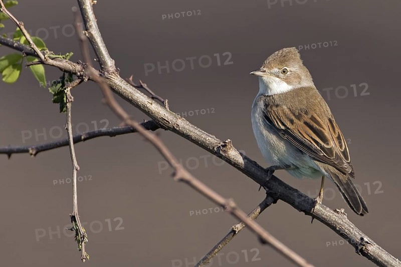Common Whitethroat (Sylvia communis), Saxony-Anhalt, Germany
