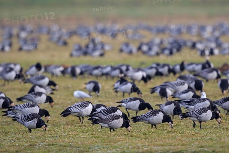 Barnacle Goose (Branta leucopsis) foraging, Netherlands