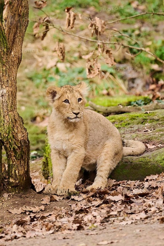 Asiatic lion (Panthera leo persica) cub sitting on the ground, captive